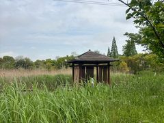 -长田漾湿地公园