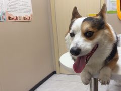 -瑞鹏宠物医院·超声·骨科·奇麟分院(蜀都万达店)