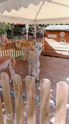 -萌宠亲子动物乐园(槐房万达店)