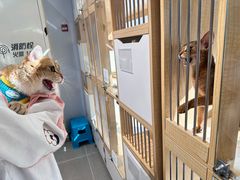 -PETKIT 小佩宠物·德文赛凯猫舍