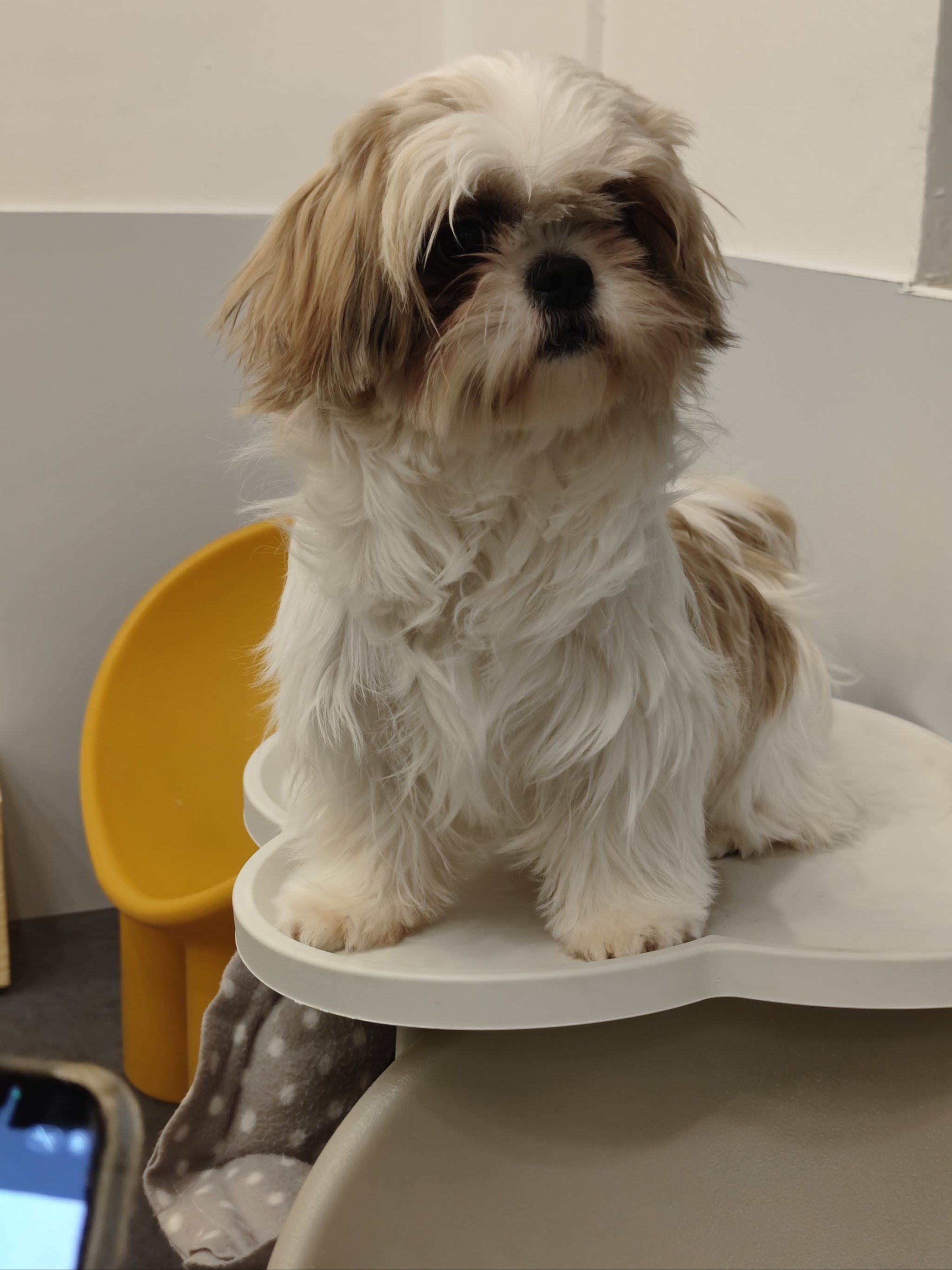 有一只超可爱的西施犬❗