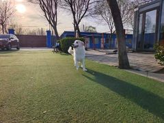 -宠物寄养训练学校