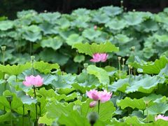 -陈家山荷花公园