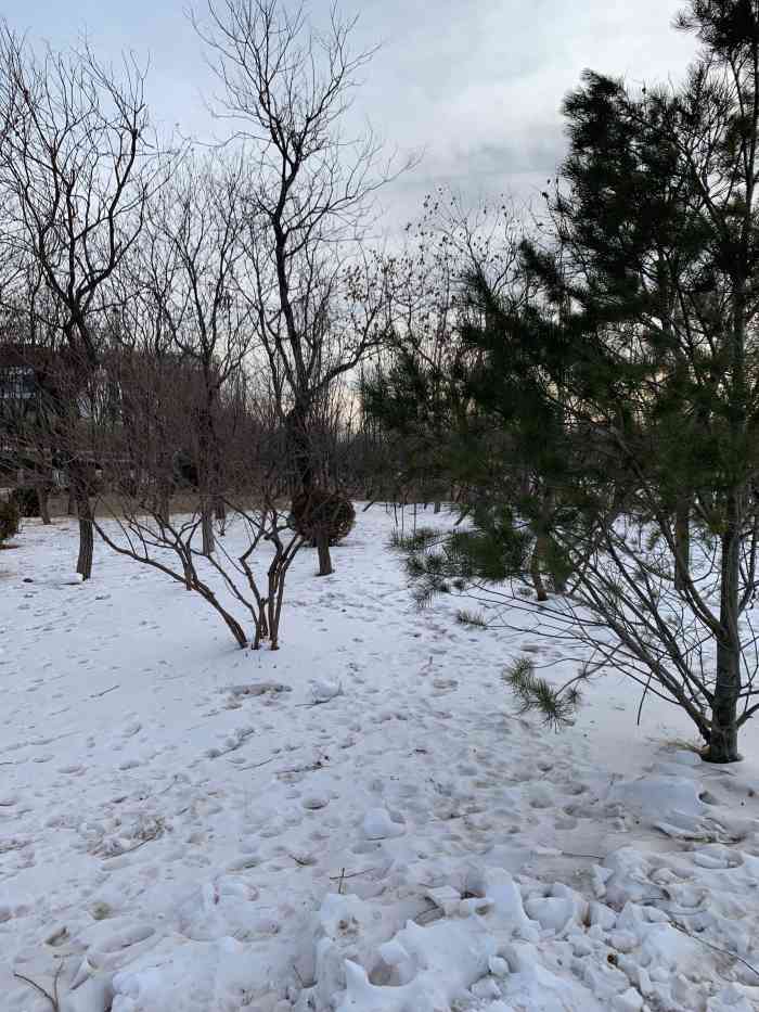 绿洲水乡养生园冰雪乐园-"性价比较高,园区特别大,进来之后沿着路有.