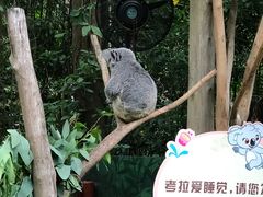 -广州长隆野生动物世界