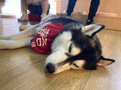 -Husky Go! 哈士奇体验馆·宠物咖啡厅狗咖