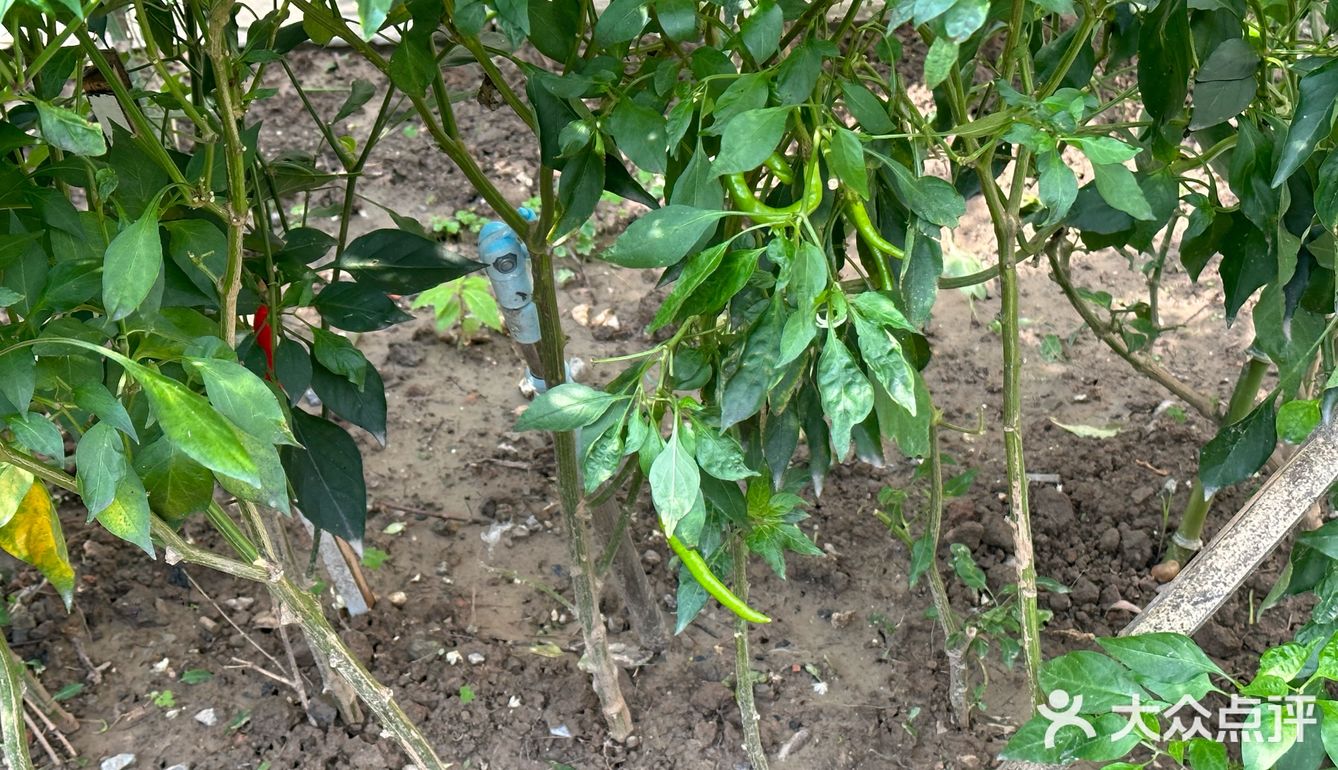 全世界最便宜的……