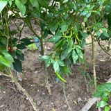 全世界最便宜的……