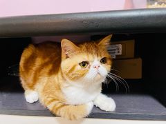 -爱侣宠医·鹦鹉专科·小型哺乳类·异宠专科(灵石路店)