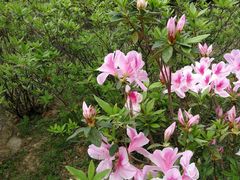 -火炉山森林公园