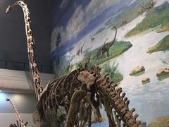 -自贡恐龙博物馆