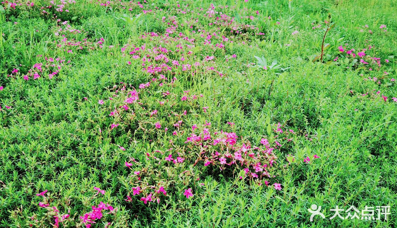 春天怎可不出去野餐煮茶呢？