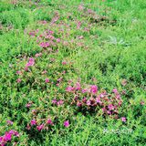 春天怎可不出去野餐煮茶呢？