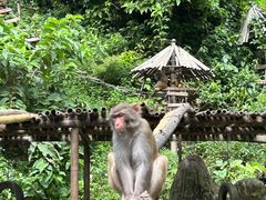 -西双版纳原始森林公园