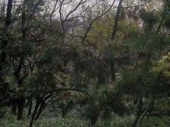 -北岭山森林公园