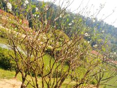 -南国桃园旅游度假区