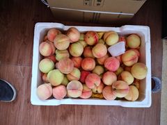 -南汇新场正宗水蜜桃采摘