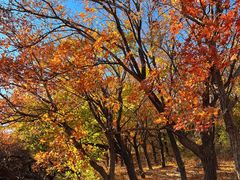 -北京西山国家森林公园