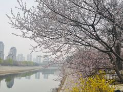-桃花堤公园