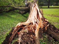 -上海共青森林公园