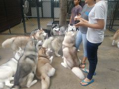 -TrueLove @ Neverland (Husky Cafe)
