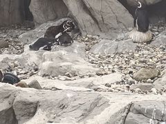 -上海野生动物园
