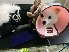 -成都民大动物医院