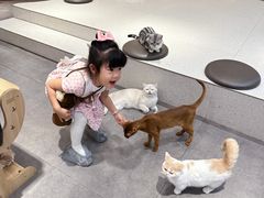 -飞行喵MR PILOT|猫舍·猫咖(静安大融城店)