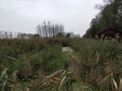 -微山湖红荷湿地景区