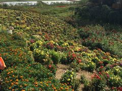 -北纬44度·金珠花海休闲农业旅游景区