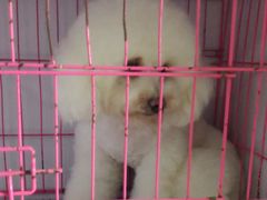 -优缇多格专业宠物美容师培训学校