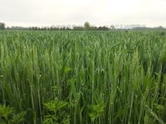 -汉长安城未央宫国家考古遗址公园