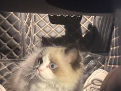 -小猫来了·猫舍(红山六九七九店)