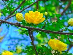 -黑龙江省森林植物园