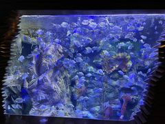 -太平洋海底世界