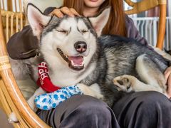 -Husky Go! 哈士奇体验馆·宠物咖啡厅狗咖