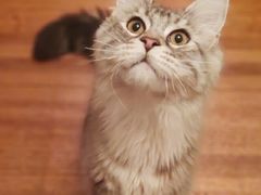 -momokira米努特·德文卷毛猫·棉花面纱犬