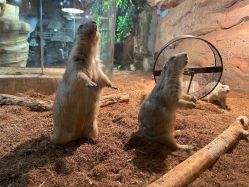 -Zoolung Zoolung动物主题公园(海信广场店)