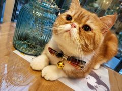 -有猫儿腻咖啡厅.猫咖