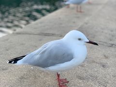 -Patagonia Chocolates(皇后镇店)