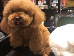 -more than meow吴止猫主题餐厅(承德 中船汇店)