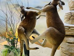 -西霞口神雕山野生动物世界