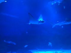 -烟台海昌鲸鲨海洋公园