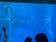 -亚特兰蒂斯•OSSIANO奥西亚诺海底餐厅