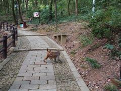 -苏州上方山国家森林公园