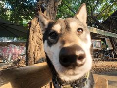 -柴犬高等学院·狗咖·柴犬售卖·宠物训练