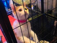 -長壹旋转烤吧 农家鸡火锅