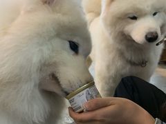 -more than meow吴止猫主题餐厅(承德 中船汇店)