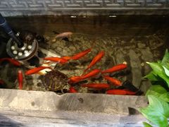 -雲蜀龙阁·金牌水煮鱼(方庄店)