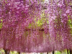 -嘉定紫藤园